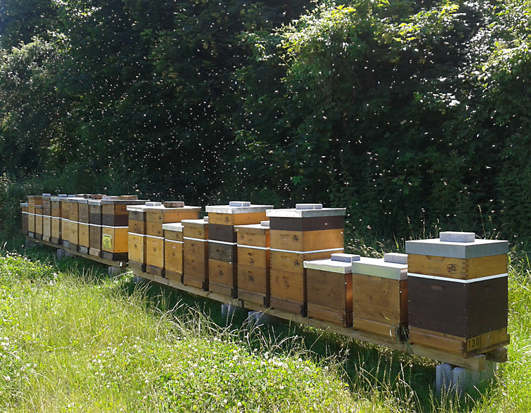 Bienenflug vor Bienenstand