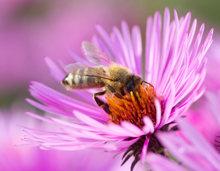 Honigbiene auf Blüte